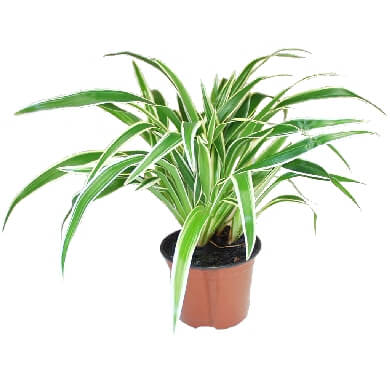 Chlorophytum Laxum PL