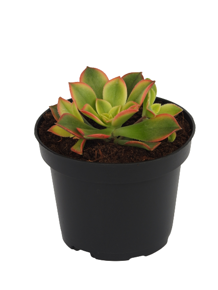 AEONIUM HAWORTII ROSA DE PIEDRA.