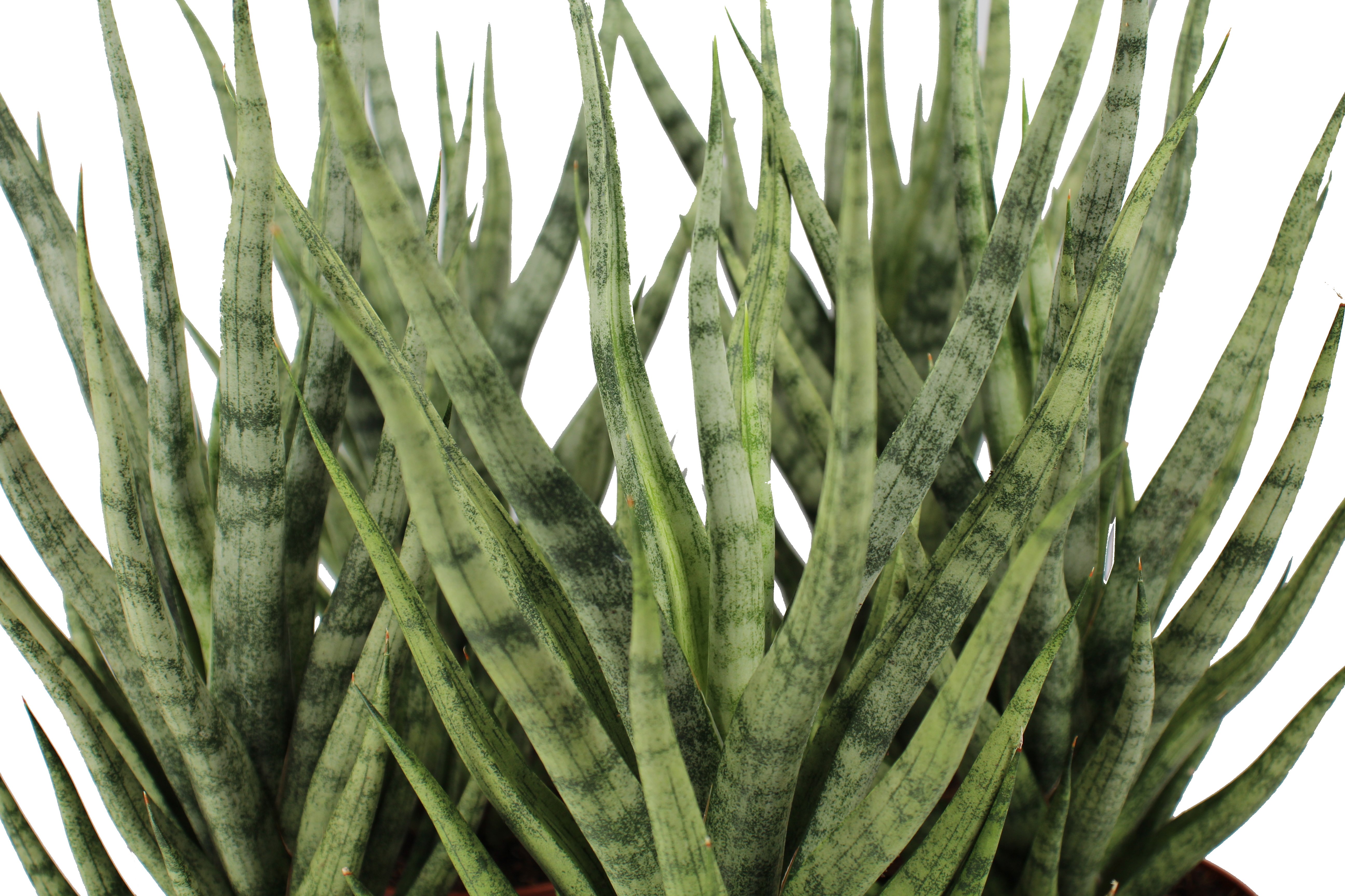 Sansevieria Torch Front