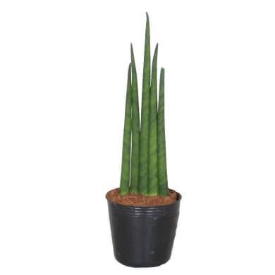 Sansevieria Bacularis Musica Dos 6Cm