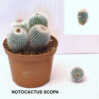 NOTOCACTUS SCOPA