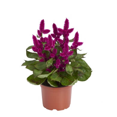 Celocia Spicata Merida Purple 18 PL
