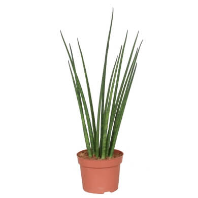 Sansevieria Bacularis Micado 12Cm