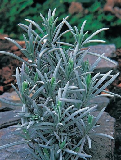 Lavandula Intermedia Grappenhal