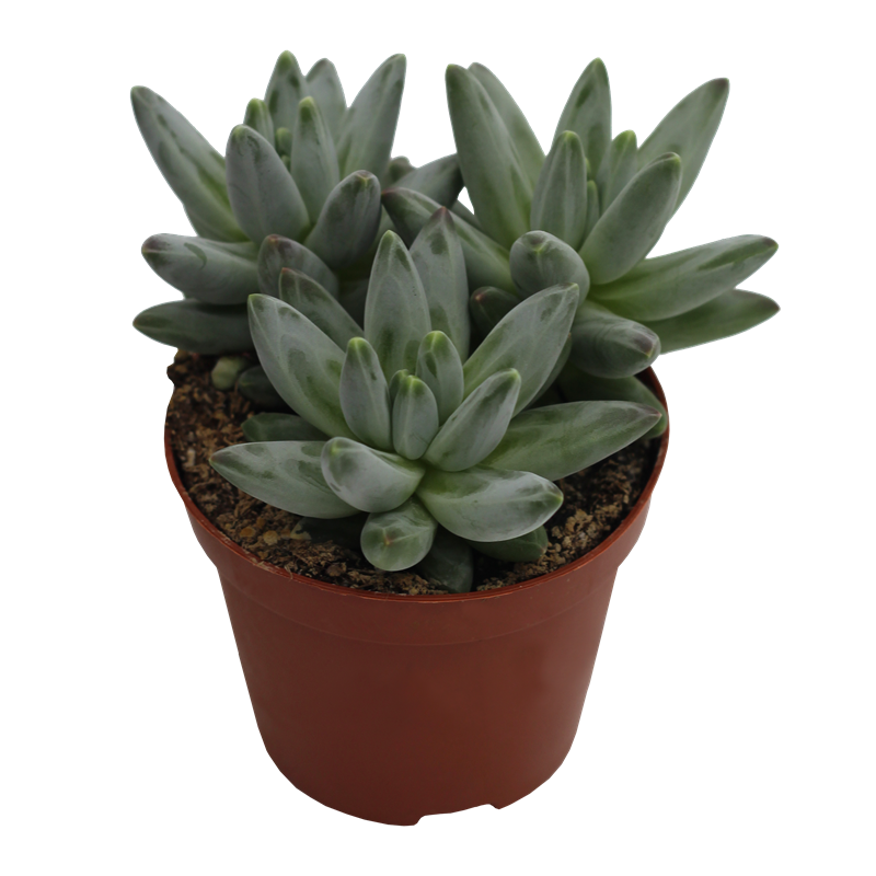 Echeveria X Pachy Hybrid Propus PL