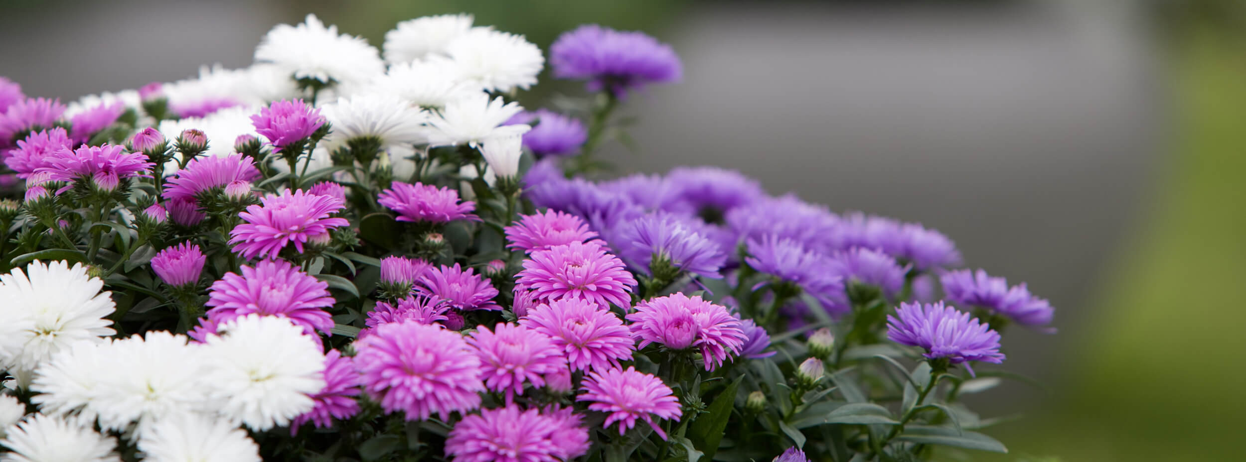 Victoria® Aster