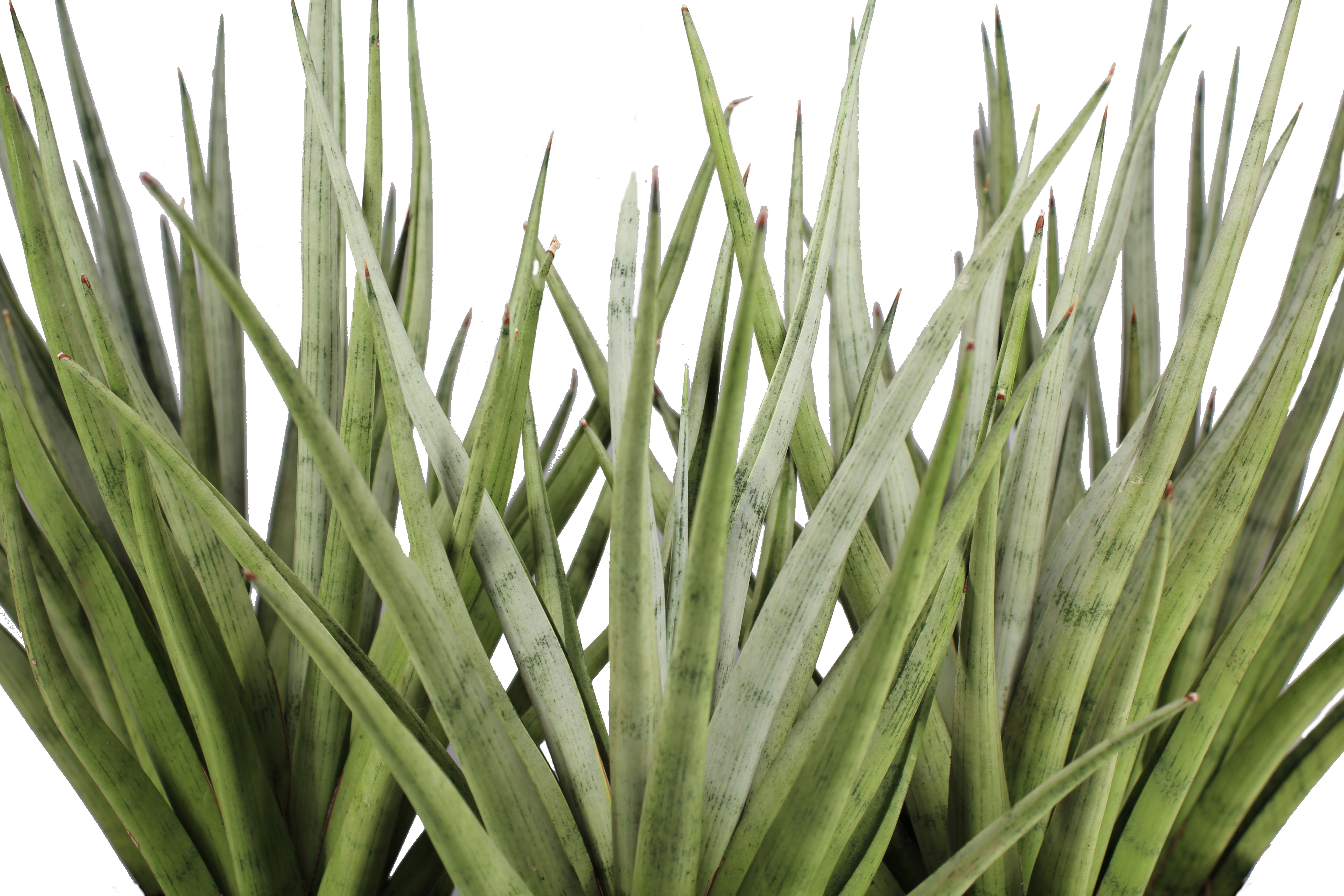 Sansevieria Tom Gracilis Front