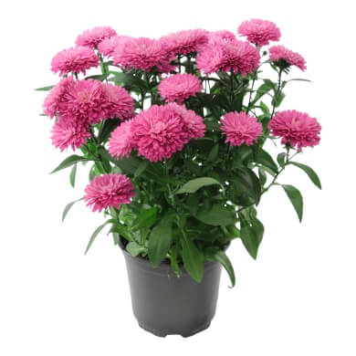 Asters Queen Regent Red PL