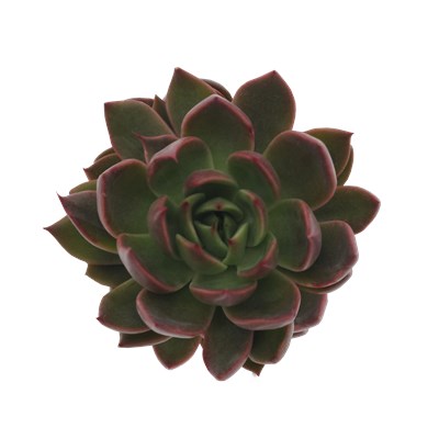 Echeveria Hybrid Situla