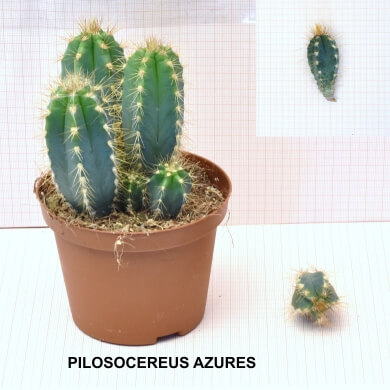 PILOSOCEREUS AZURES