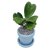 Hoya-kerri-Love Leaves Splash.jpg
