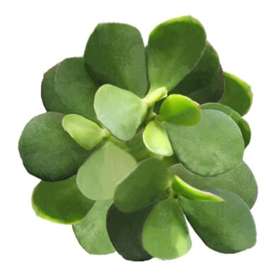Crassula Ovata