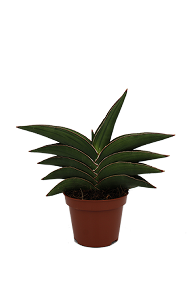 Sansevieria Samurai Dwarf 10Cm Pot