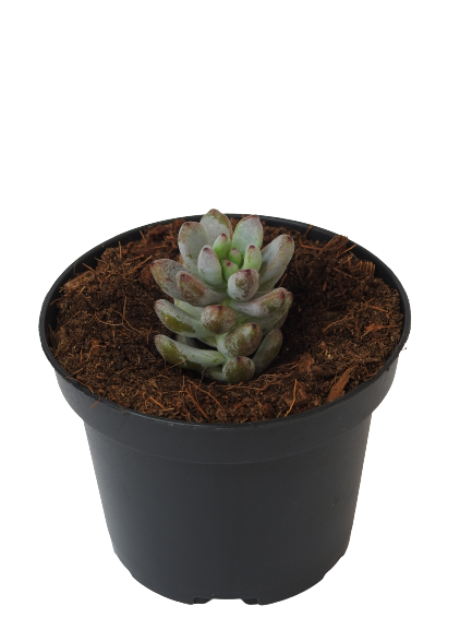 GRAPTOPETALUM PACHYPHYLLUM BLUEBEAN