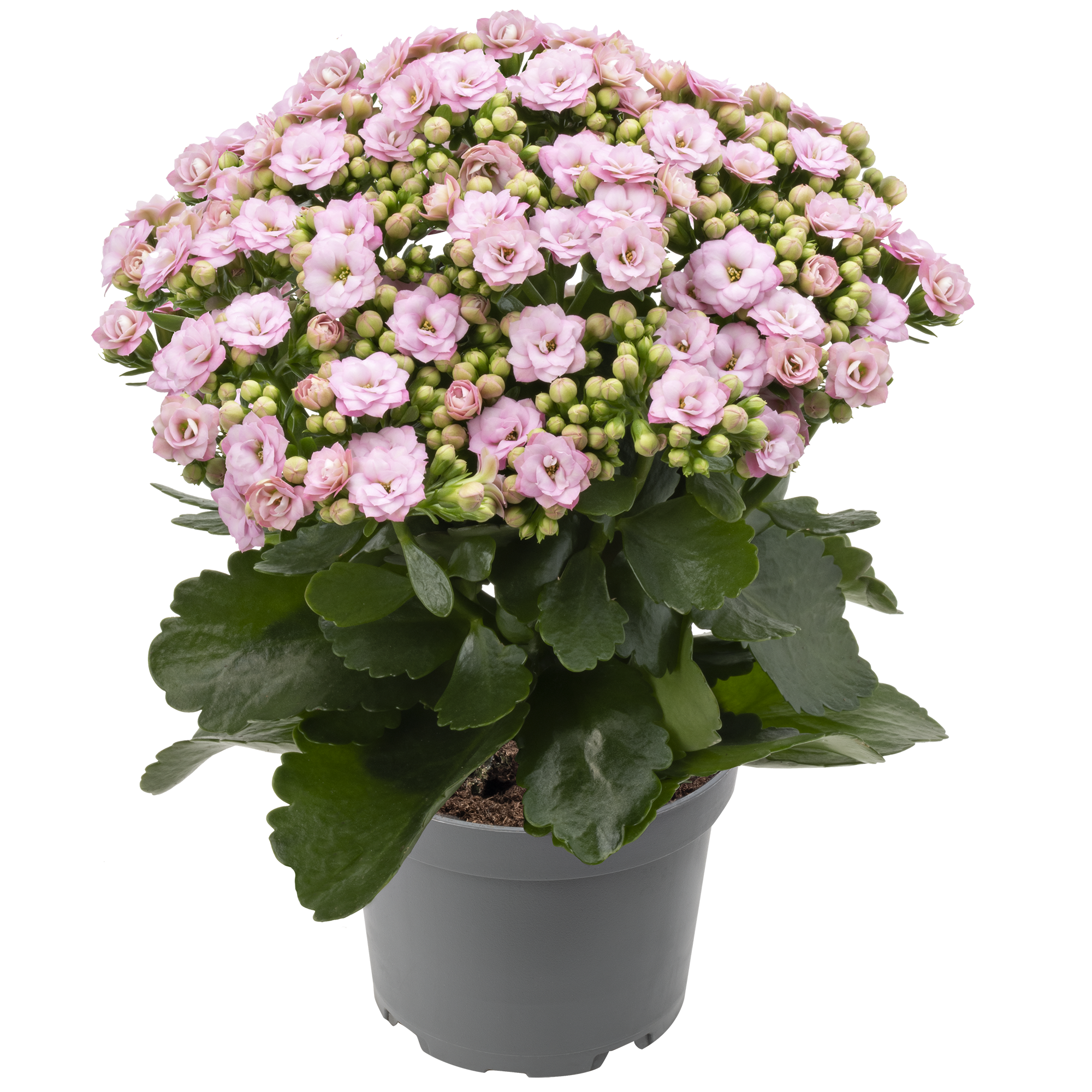 06 Yvette 10,5Cm
