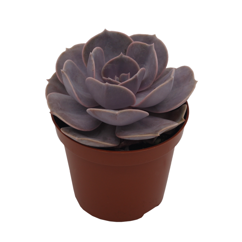 Echeveria Hybrid Castor PL