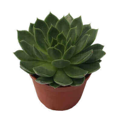 Echeveria Agavoides 'Hadar' PL