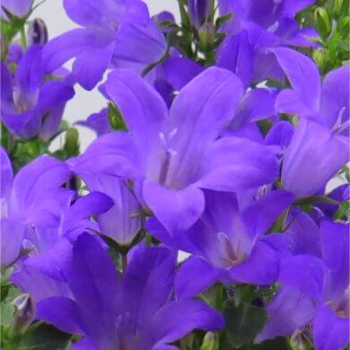 Campanula Blue Ocean
