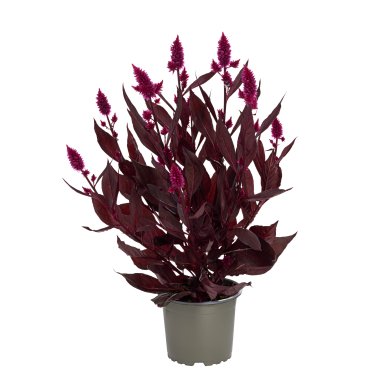 Celosia Spicata Dark Shades