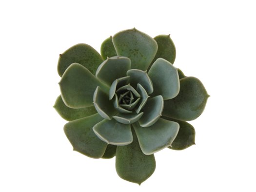 Echeveria San Andres