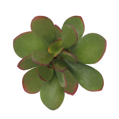 Crassula Ovata Sunset