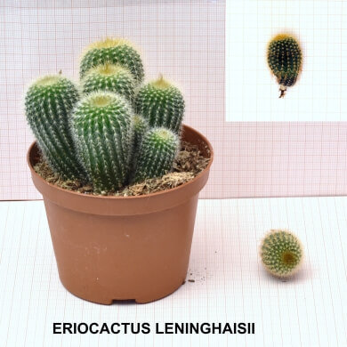 ERIOCACTUS LENINGHAISII