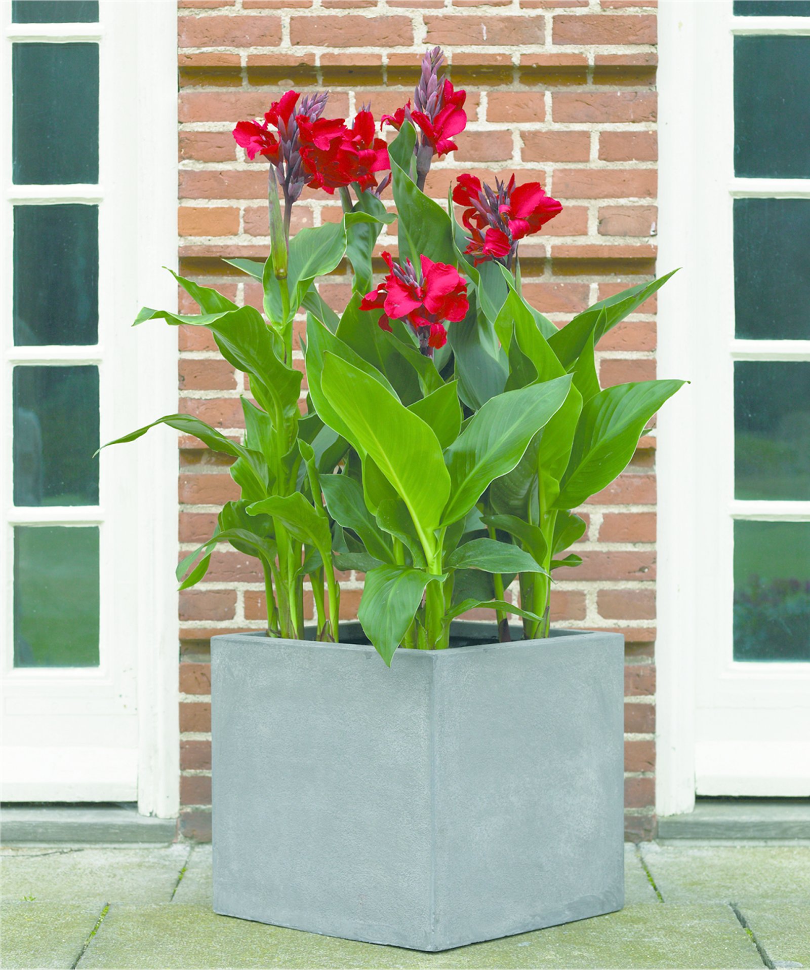 Canna Indica Front