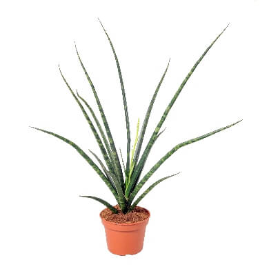 Sansevieria Fernwood 15Cm