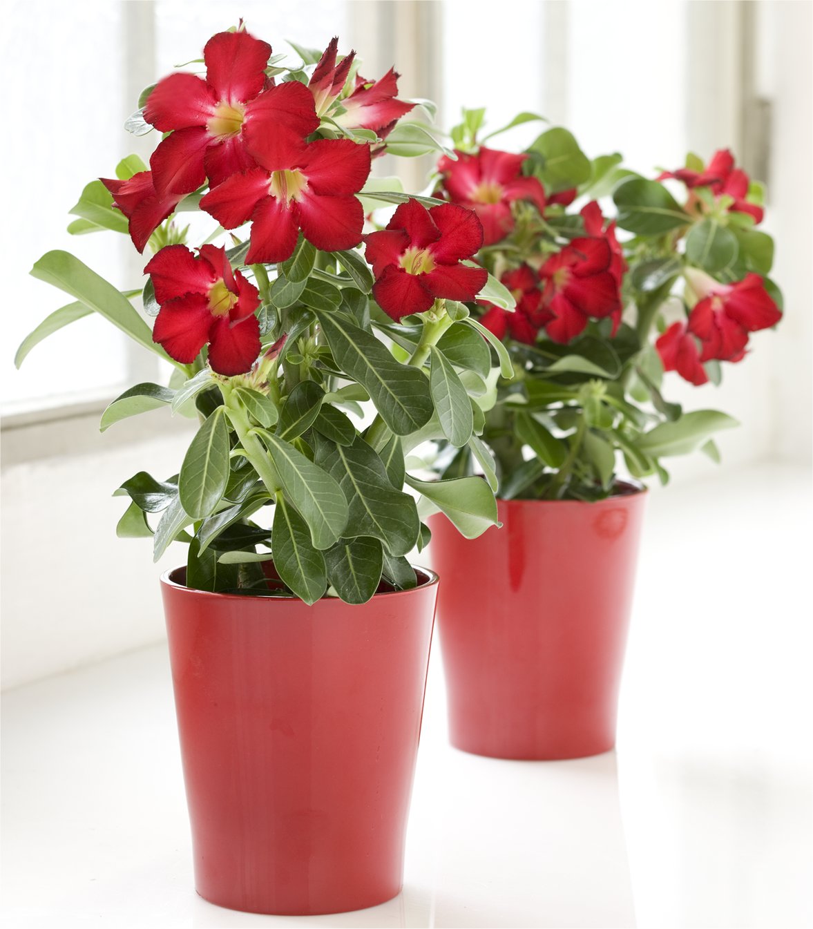 Adenium Desert Rose Front