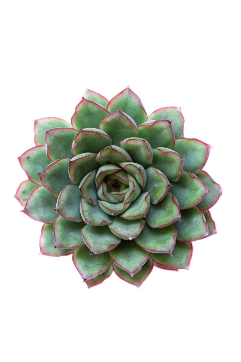 ECHEVERIA PULIDONIS BORD ROSE