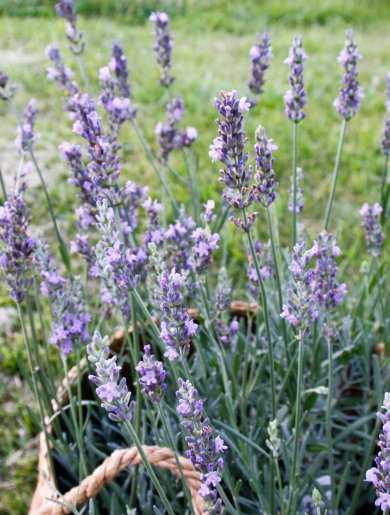 Lavandula Intermedia Sensational