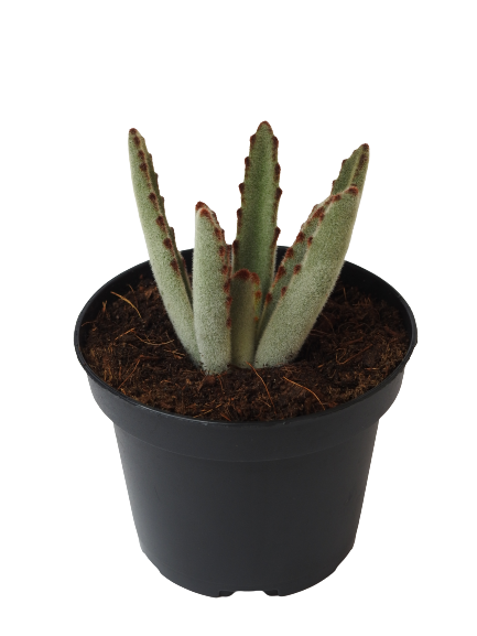 KALANCHOE TOMENTOSA BROWN