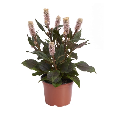 Celosia Spicata Vintage