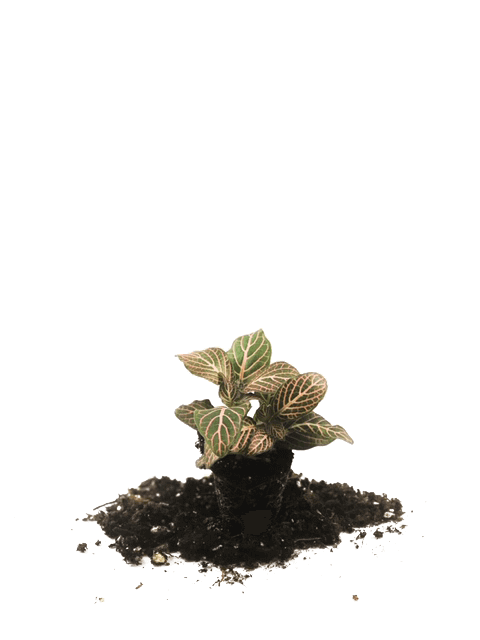 Mini Pink Fittonia 72 Cell