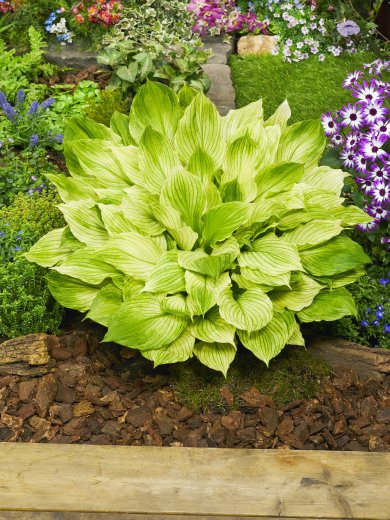 Hosta Zebra Stripes