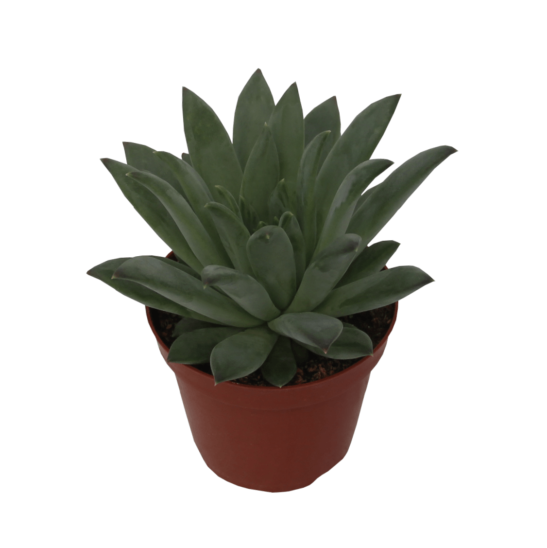 Echeveria X Pachyphytum Hybrid 'Spica' (8,5 Cm)