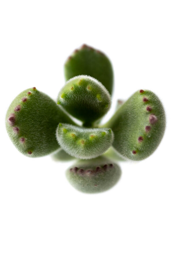 COTYLEDON TOMENTOSA BEAR HAND