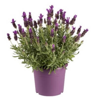 Lavandula Noble Summer PL