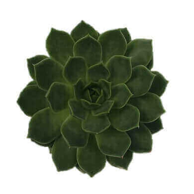 Echeveria Agavoides 'Hadar'