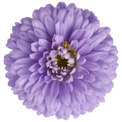 Aster Victoria Lily