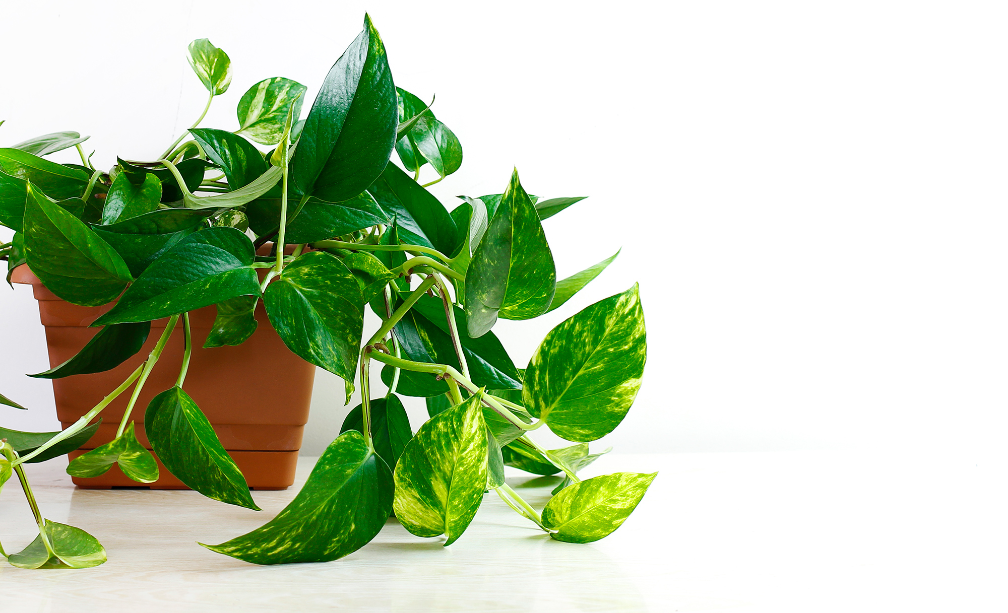 Pothos | Epipremnum aurem