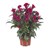 Celosia Hottopic Red PL