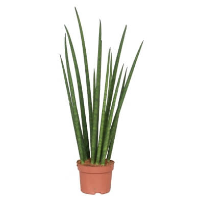 Sansevieria Bacularis Micado 15Cm