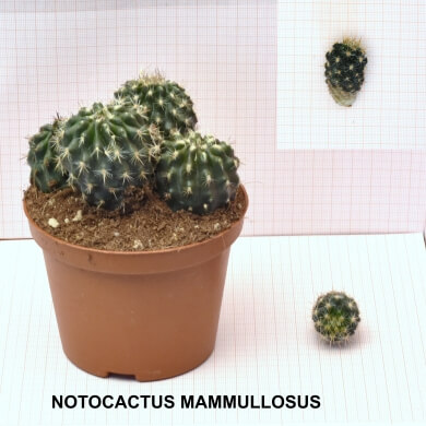 NOTOCACTUS MAMMULLOSUS