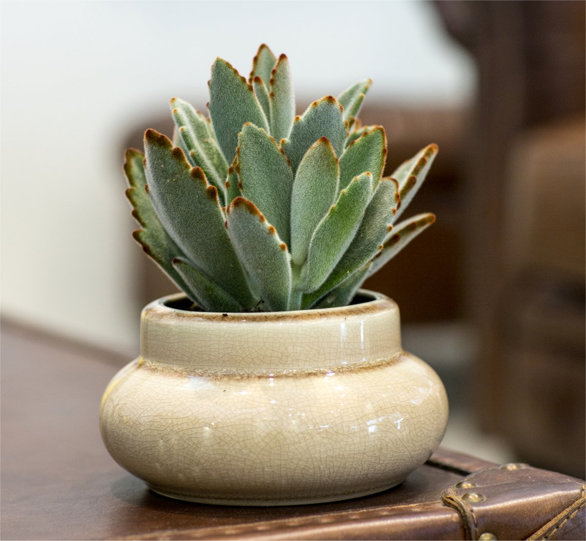 Kalanchoe Tomentosa Front