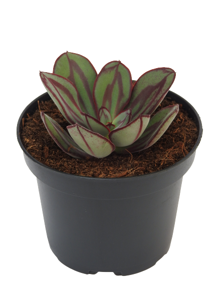ECHEVERIA NODULOSA RED LINE