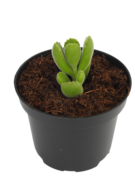 COTYLEDON TOMENTOSA BEAR HAND