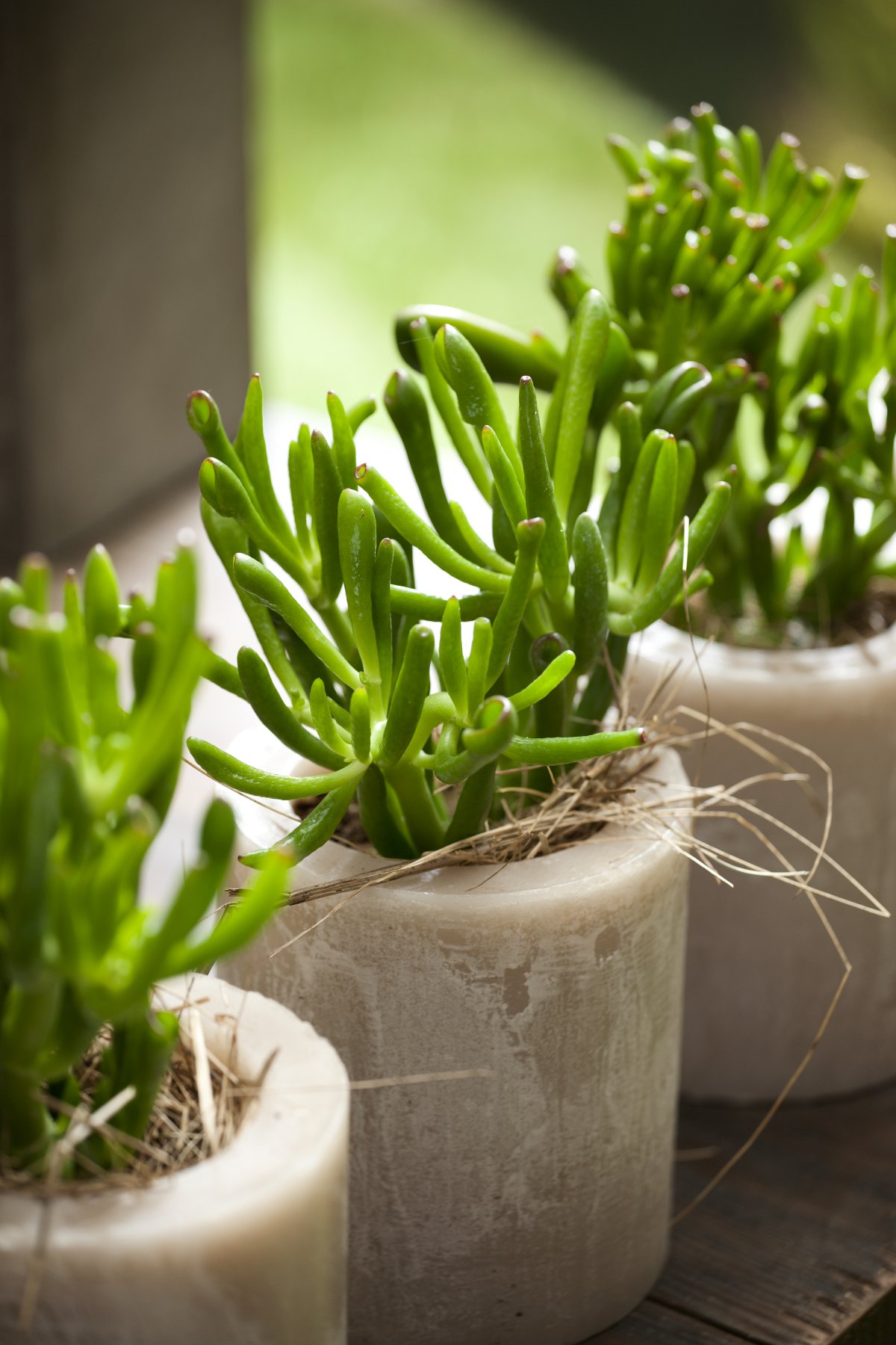 Crassula Front