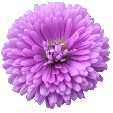 Aster Victoria Ulla