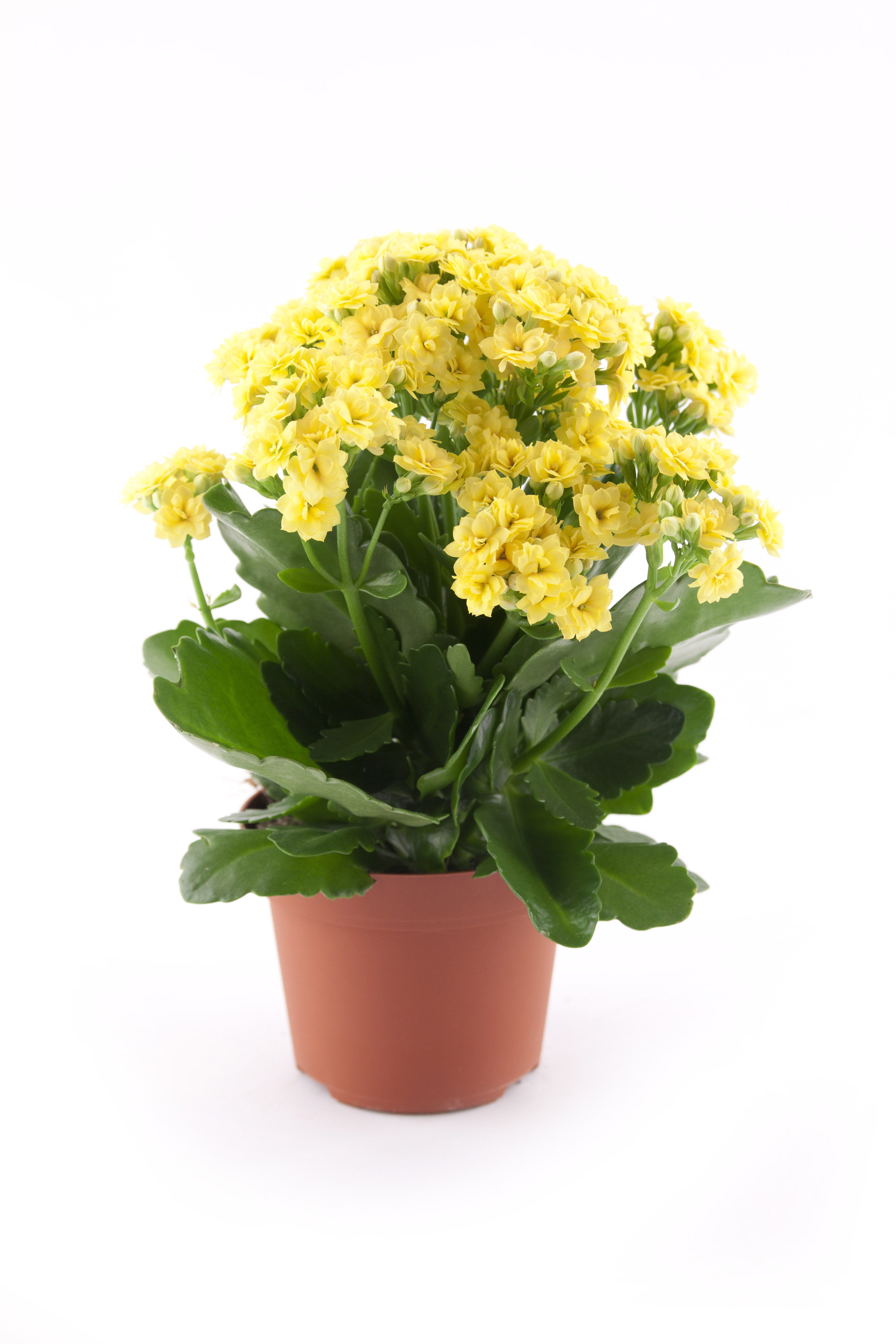 Rosalina Don Amarillo Plant